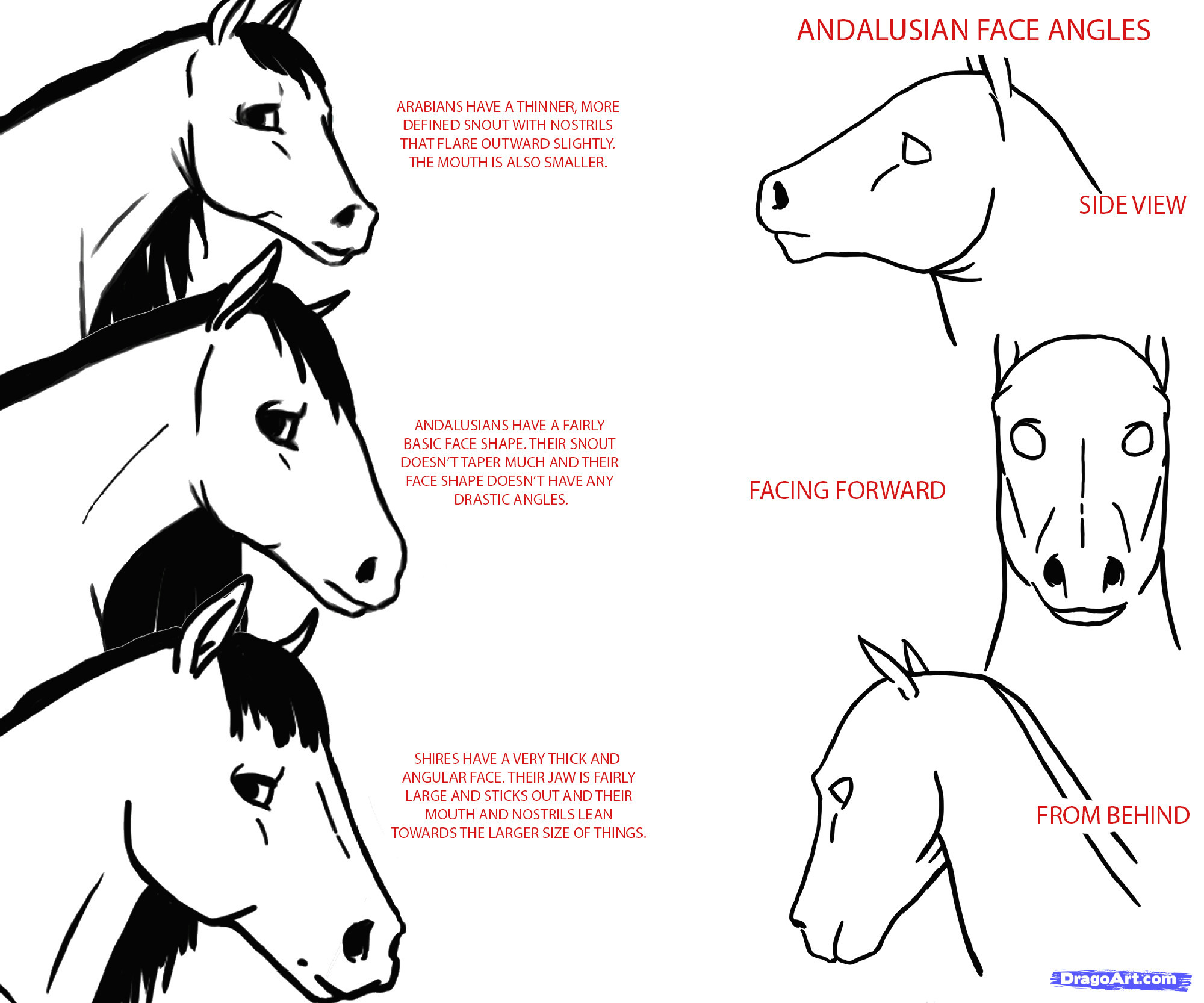 Drawing A Anime Horse How to Draw Anime Horses Step 2 1 000000126225 5 Gif 2000a 1666