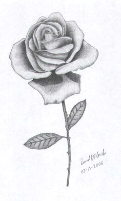 Drawing A Beautiful Rose 41 Best Black and White Roses Images