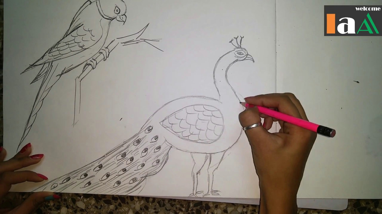 Drawing A Beautiful Rose Step by Step How to Draw A Peacock and Parrot Step by Step Easy Youtube