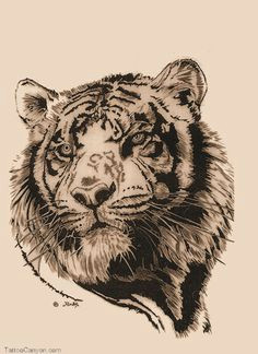 Drawing A Big Cat Head 117 Best Tatoos Images Big Cats Tigers Drawings