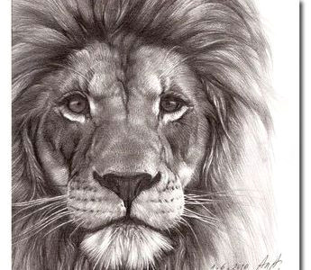 Drawing A Big Cat Head Angelina Temporali Angelinaeliza On Pinterest