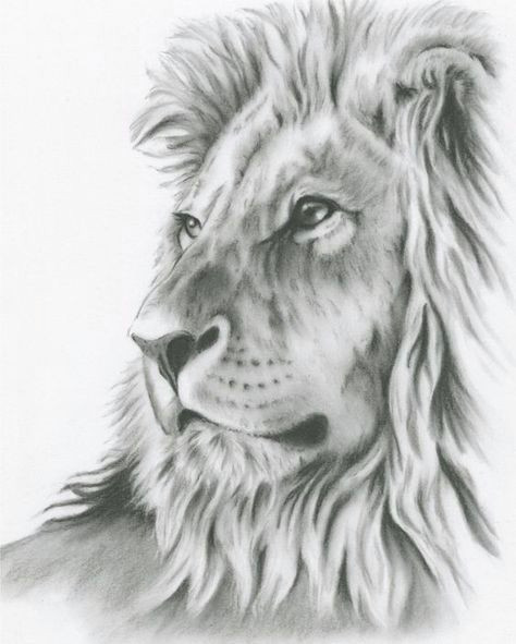 Drawing A Big Cat Head Charcoal Drawing 8 X10 original Lion Art Lion Drawing Lion