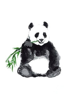 Drawing A Cartoon Bear 1029 Best Pandamonium 0d Images In 2019 Panda Bears Panda Bear