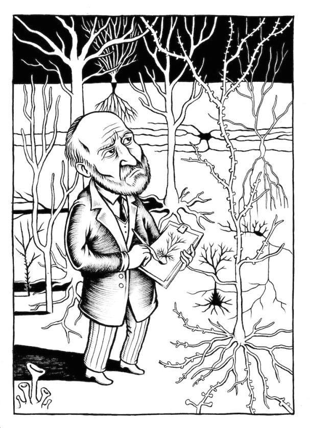 Drawing A Cartoon Brain Santiago Rama N Y Cajal Drawing Neurons Nice Illustration From