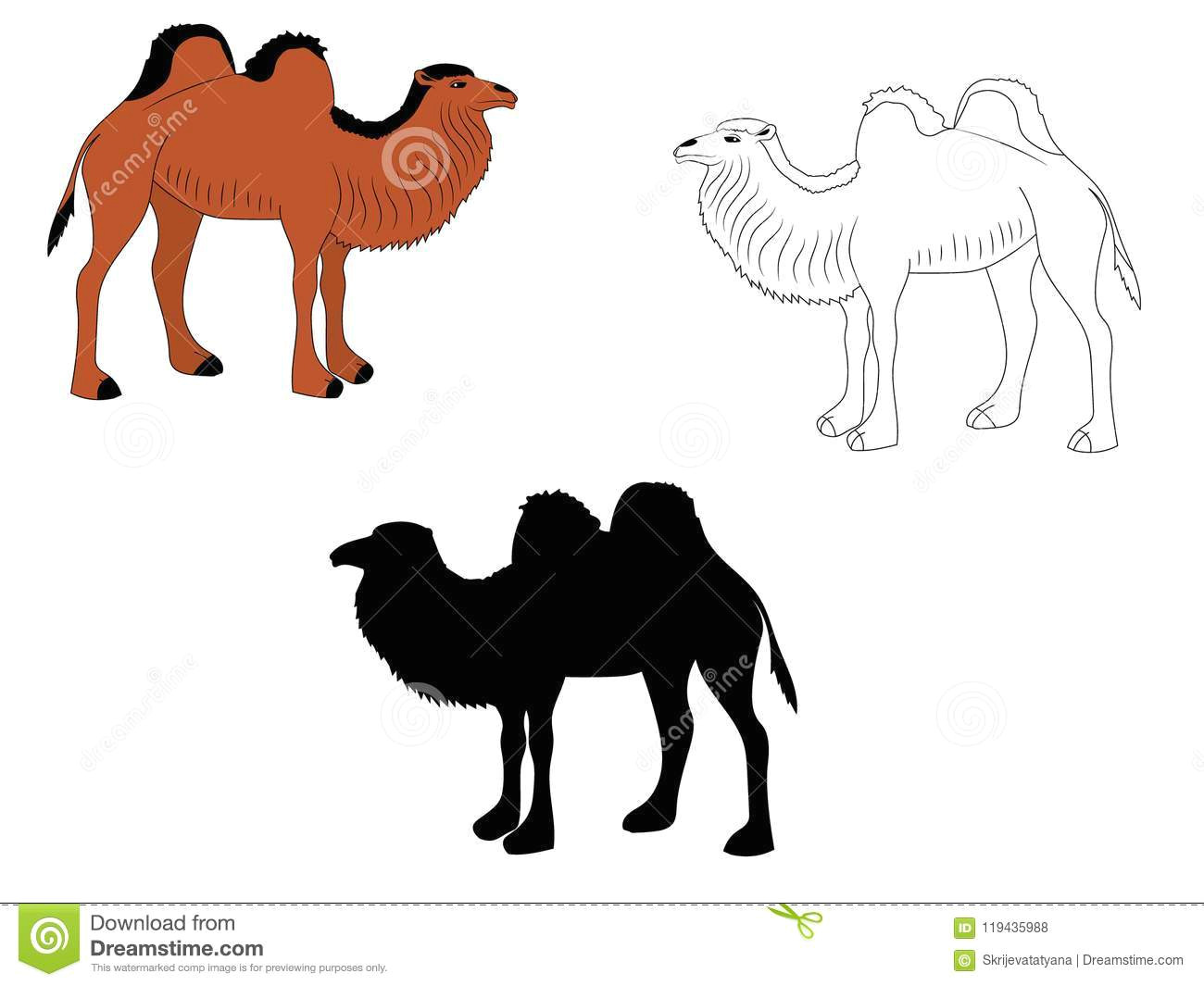 Drawing A Cartoon Camel Digital Drawing Of Three Camels Stock Vector Illustration Of Young