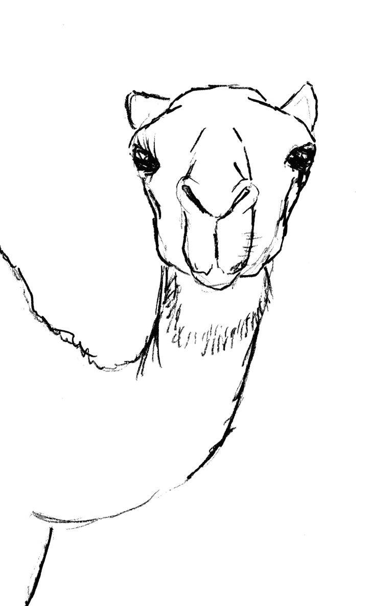 Drawing A Cartoon Camel Draw Camel Head Inspiration for Journaling Drawings Drawing