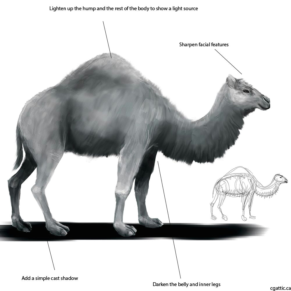 Drawing A Cartoon Camel Realistic Camel Drawing In 4 Steps with Photoshop Camel Drawing