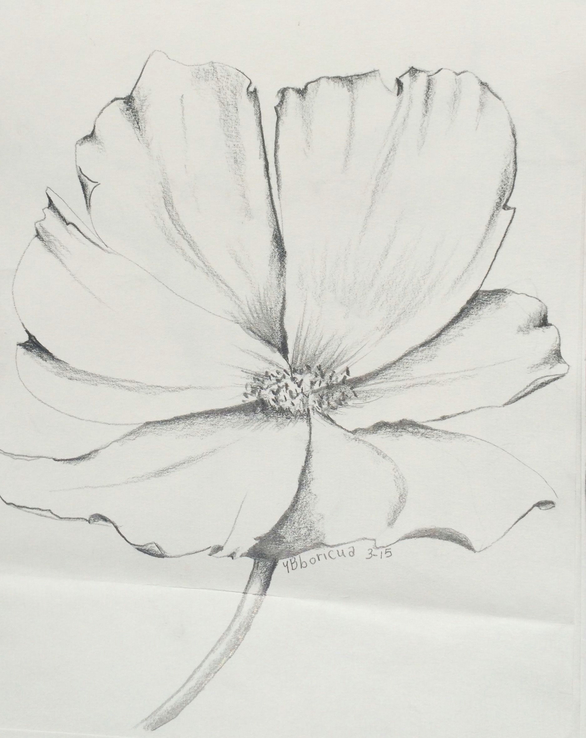 Drawing A Cartoon Flower Flower 7 Artist Ybboricua Description original Pencil Drawing