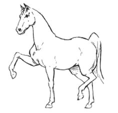 Drawing A Cartoon Horse Step by Step 72 Best Cartoon Horse Styles Images Horses Animal Drawings