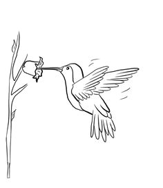 Drawing A Cartoon Hummingbird 134 Best Hummingbirds and Tattoo Ideas Images In 2019 Draw