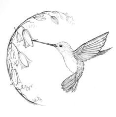 Drawing A Cartoon Hummingbird Image Result for Black and White Hummingbird Drawing Drawings