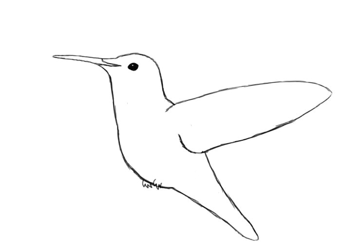 Drawing A Cartoon Hummingbird Simple Hummingbird Line Drawing Draw Your Hummingbird S Eye In Sun