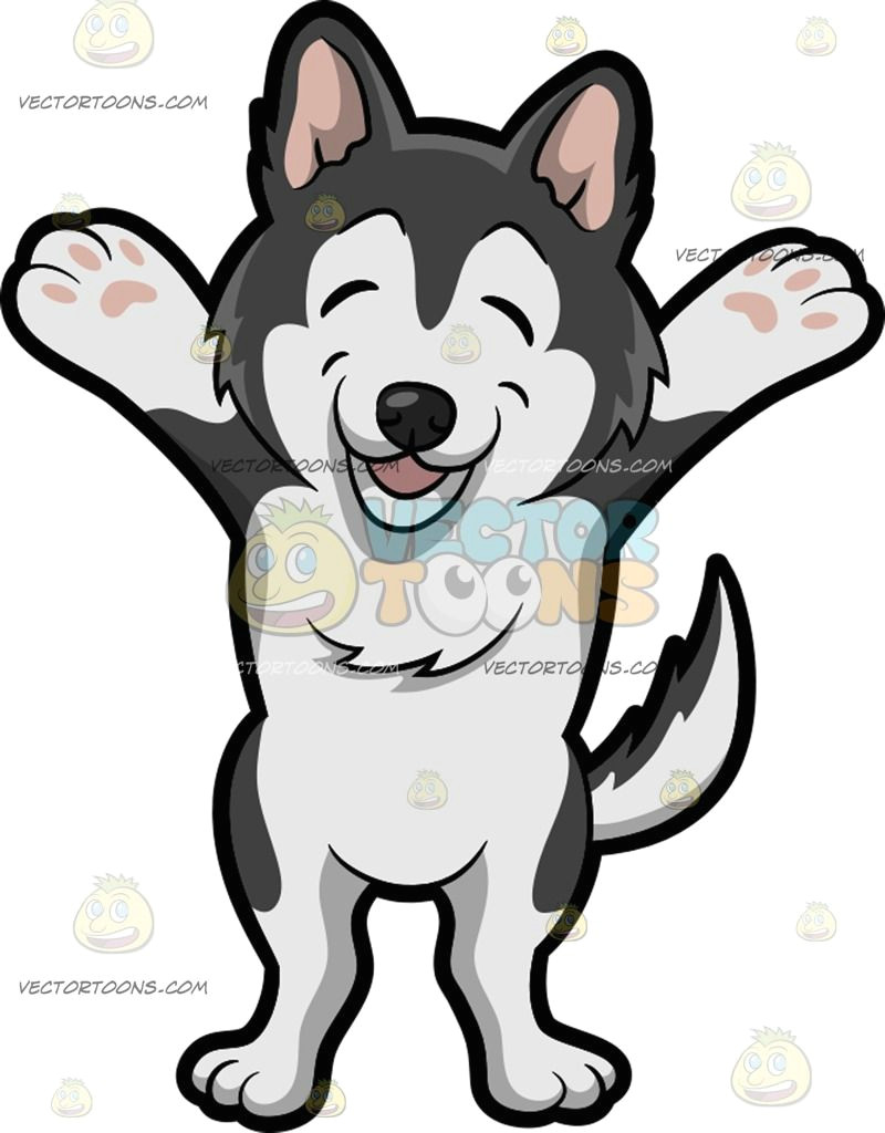 Drawing A Cartoon Husky A Very Happy Siberian Husky A Cute Small Dog with Black and White