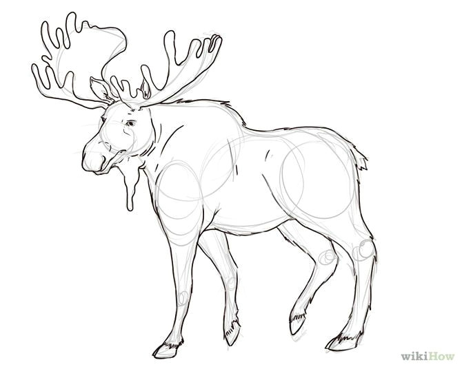 Drawing A Cartoon Moose Pin by Blair Boettger On Embroidery Idea Board Drawings Moose