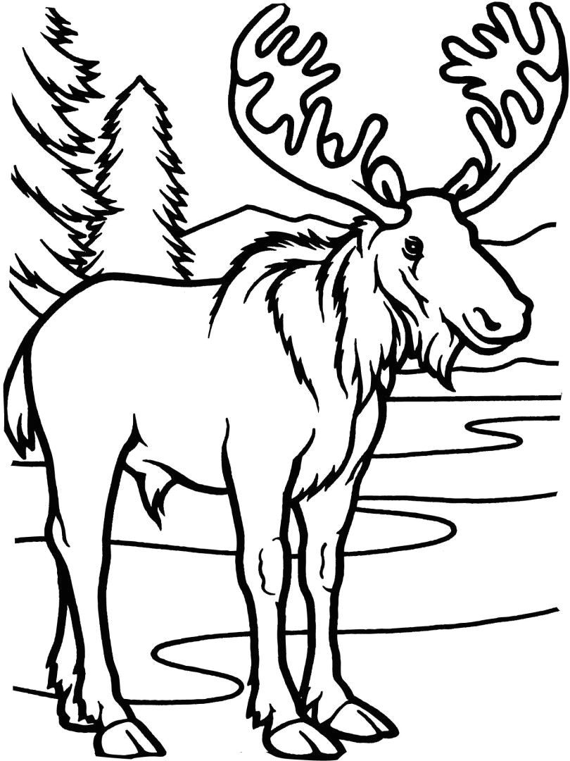Drawing A Cartoon Moose Pin by Julia On Colorings Coloring Pages Moose Coloring Pages
