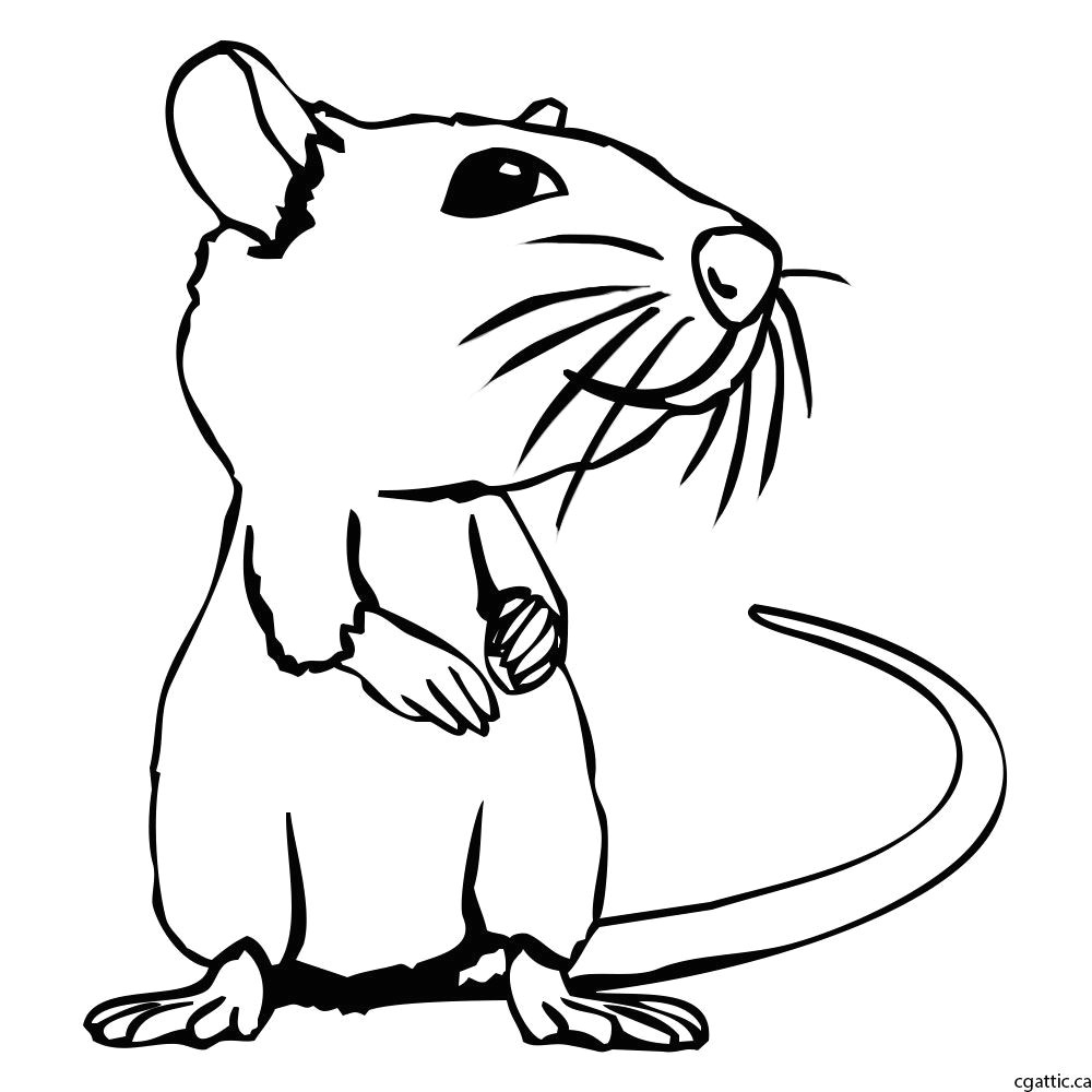 Drawing A Cartoon Rat Rat Cartoon Drawing In 4 Steps with Photoshop In 2019 Drawing