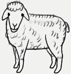 Drawing A Cartoon Sheep How to Draw A Sheep Drawing Lessons Animals In 2018 Drawings