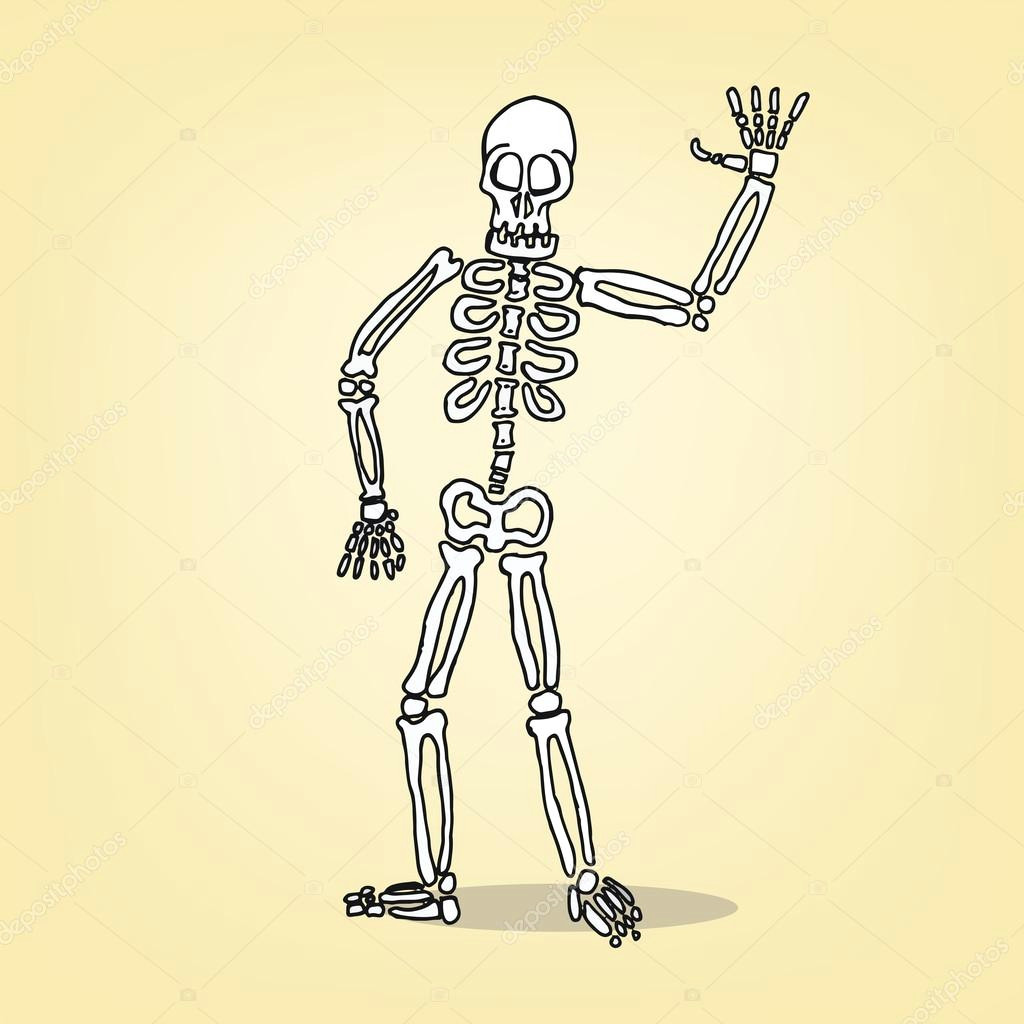 Drawing A Cartoon Skeleton Cartoon Skeleton Stock Vector A C Sumetho 51503827