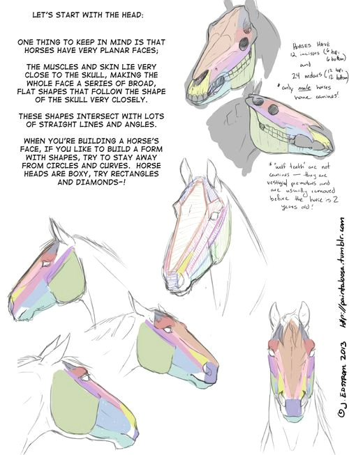 Drawing A Cartoon Unicorn Head Drawing Art Draw Animal Skeleton Anatomy Horse Reference Tutorial