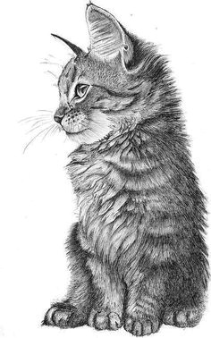 Drawing A Cat Body 41 Best Cute Cat Drawing Images Crazy Cat Lady Kittens Animaux