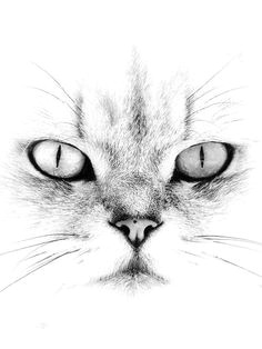 Drawing A Cat Face On Yourself 6486 Best Cat Drawing Images Cat Illustrations Drawings Cat