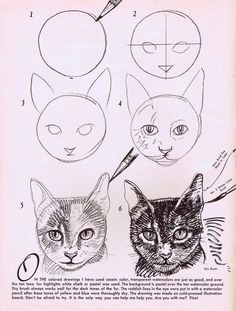 Drawing A Cat Kindergarten 234 Best Art Lesson Learn to Draw Cats Images In 2019 Easy