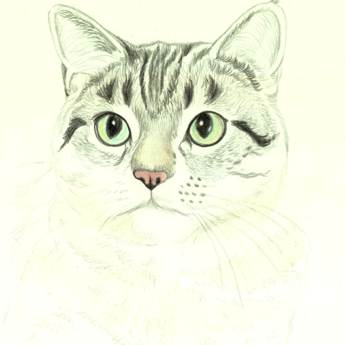 Drawing A Cat Mouth How to Draw A Cat In Colored Pencil