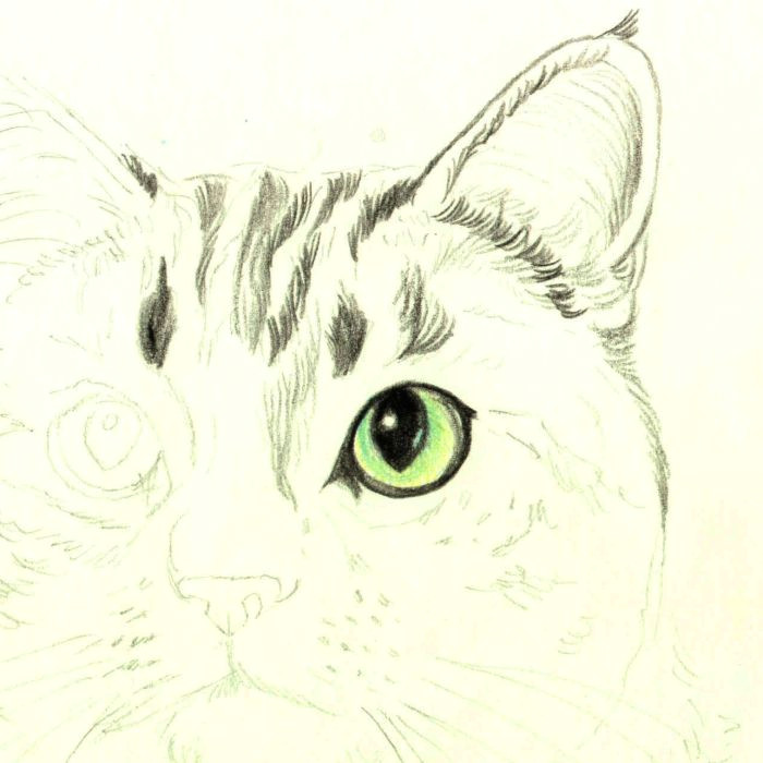 Drawing A Cat Mouth How to Draw A Cat In Colored Pencil