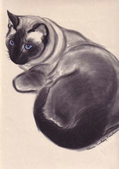 Drawing A Cat Newberry 35 Best Illustrations Clare Turlay Newberry Images Cat