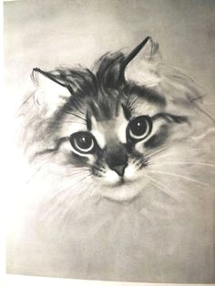 Drawing A Cat Newberry 91 Best Cats Images In 2019 Cat Illustrations Vintage Cat