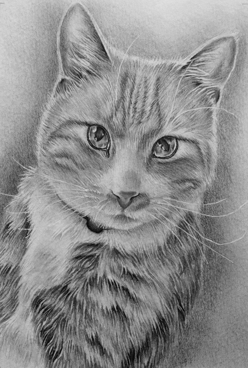 Drawing A Cat Portrait Custom Cat Drawing Custom Pet Portraits Lovely Animal Art
