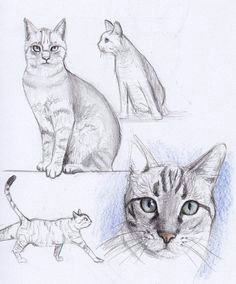 Drawing A Cat Profile 300 Best Drawing Cats Images In 2019 Draw Animals Cat