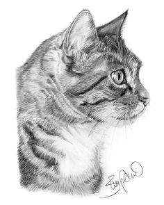 Drawing A Cat Profile 53 Best Drawing Cats Images Pencil Drawings Animal Drawings