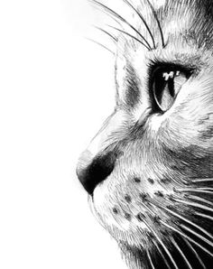 Drawing A Cat Profile 6486 Best Cat Drawing Images Cat Illustrations Drawings Cat