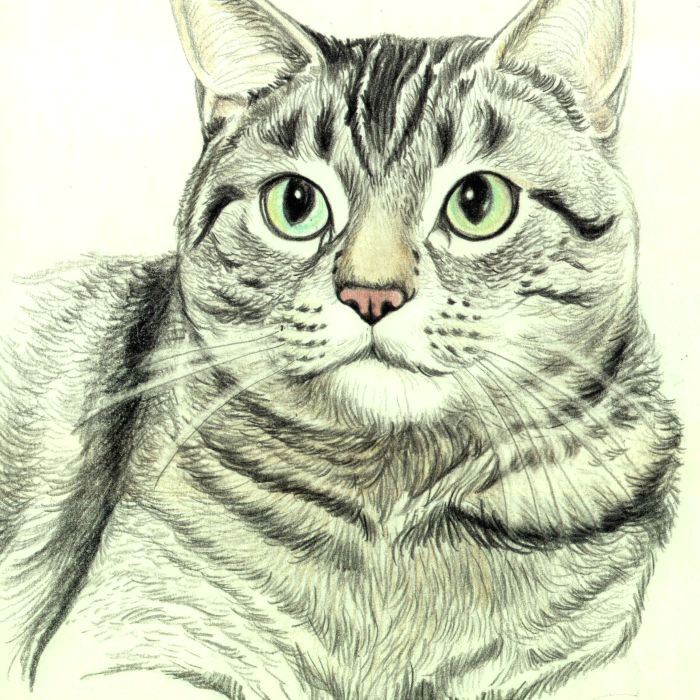 Drawing A Cat Quickly How to Draw A Cat In Colored Pencil