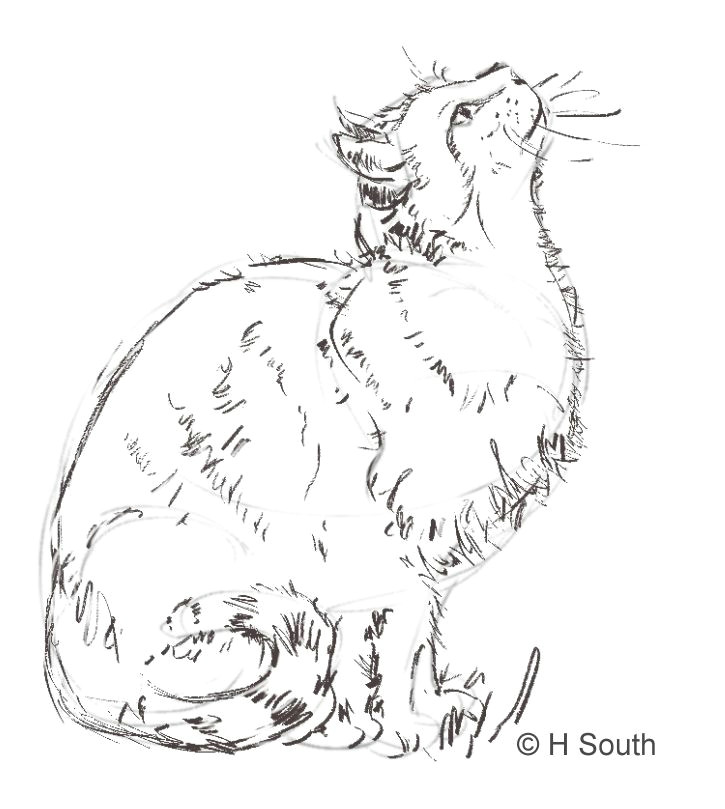 Drawing A Cat Quickly How to Draw and Sketch Cats