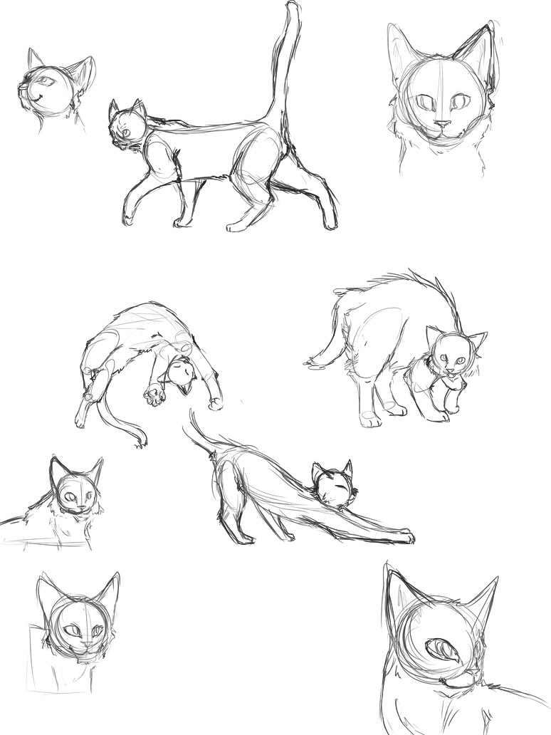 Drawing A Cat Tutorial Cat Anatomy Thingies Seiishin Art Ideas and Tutorials