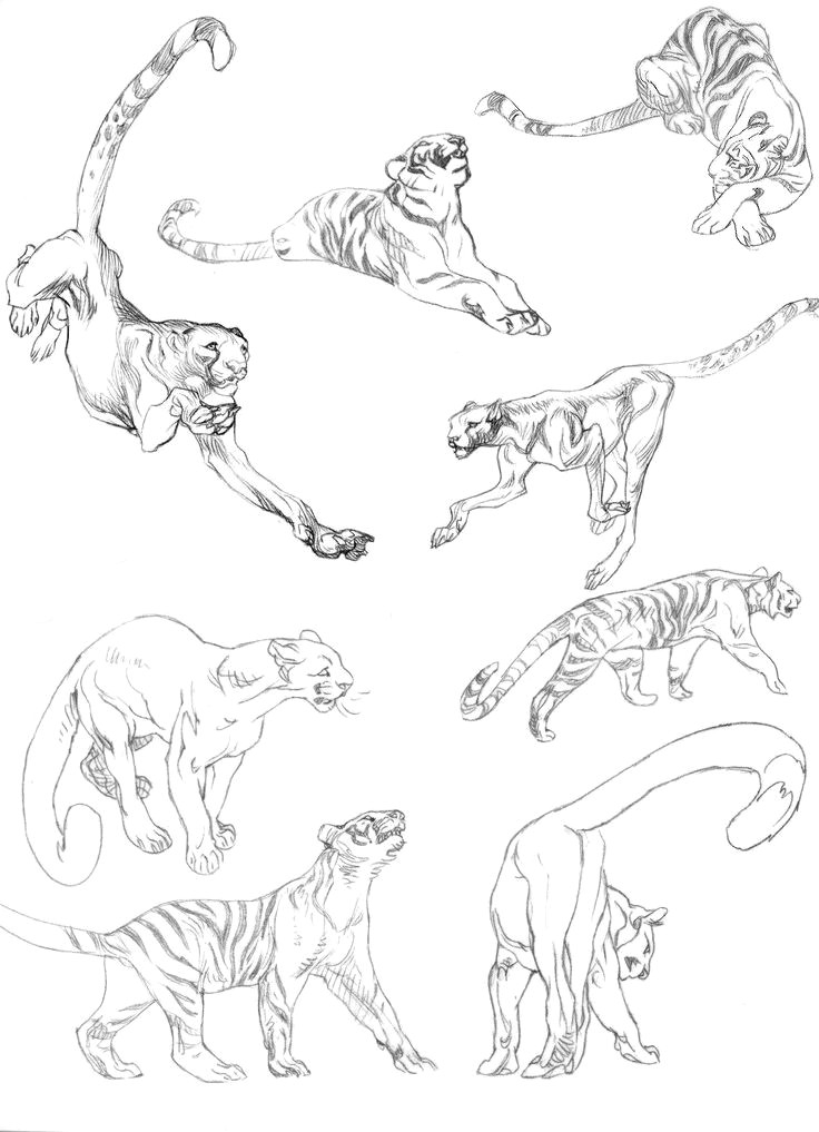 Drawing A Cat Tutorial Pin by Liraz Linzen On Cats Drawings Animal Drawings Art