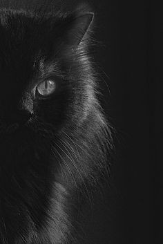 Drawing A Cat White On Black Paper 104 Best Black Paper Drawings Images Pencil Drawings Black Paper