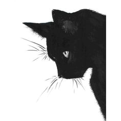 Drawing A Cat White On Black Paper 25 Best White Pencil On Black Paper Images Pencil Drawings Black