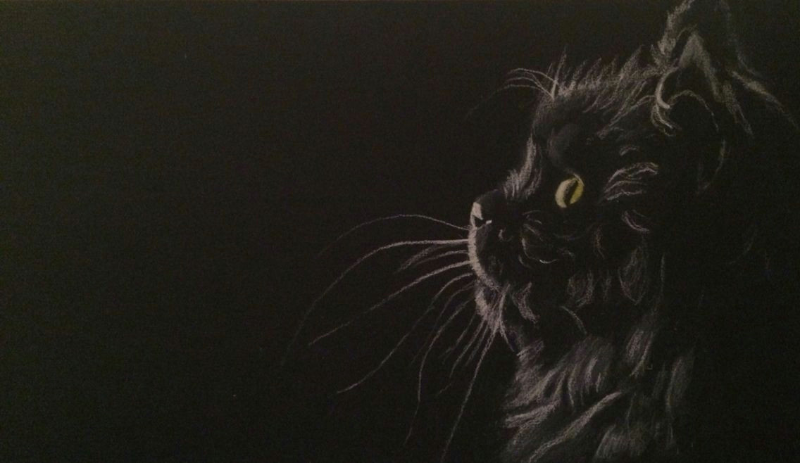 Drawing A Cat White On Black Paper Cat Chalk and Yellow Pastel On Black Paper Art by Alistair