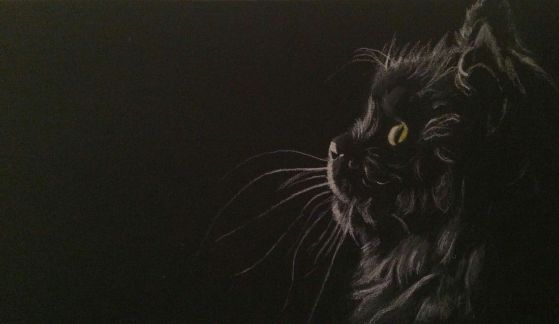Drawing A Cat White On Black Paper Cat Chalk and Yellow Pastel On Black Paper Art by Alistair