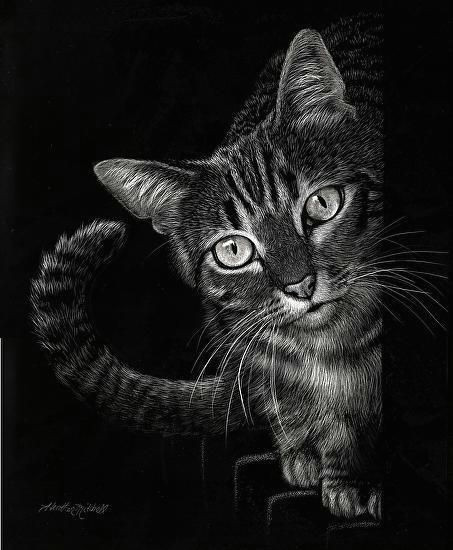 Drawing A Cat White On Black Paper Curious Heather Mitchell when Animals Meets Arts Pinterest