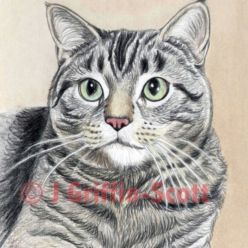 Drawing A Cat White On Black Paper How to Draw A Cat In Colored Pencil