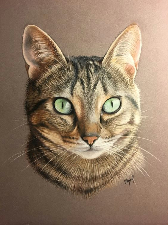 Drawing A Cat with Pastels Classifying Domestic Vs Tame Cats and How to Approach them Cat Art