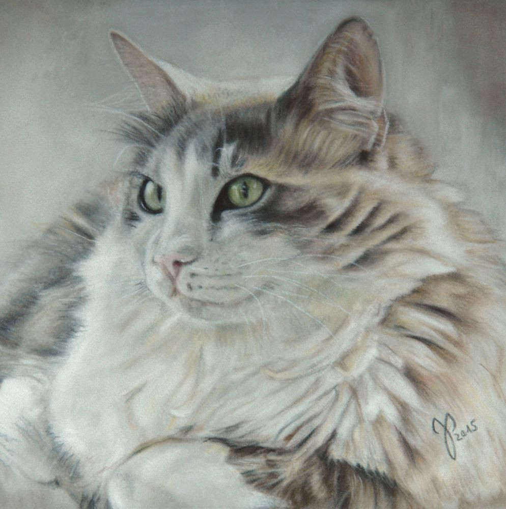 Drawing A Cat with Pastels Katzenportrait Starsky Zeichnung Katze Pastell Cat Portrait