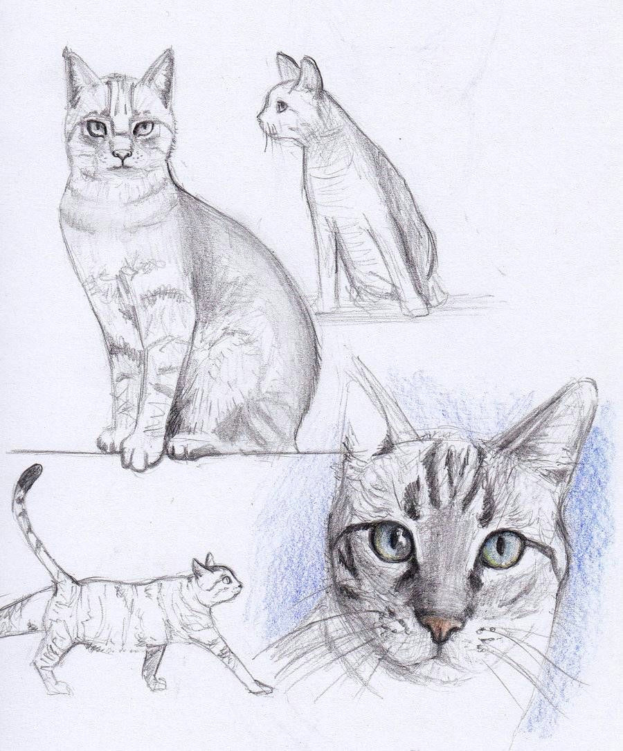 Drawing A Cat with Pencil Cat Drawing Cats and Owls Cat Drawing Drawings Cat Sketch