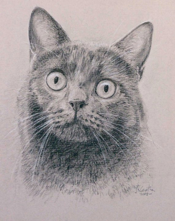 Drawing A Cat with Pencil Cat Portrait Custom Cat Portrait Cat Drawing Carbon Pencil On