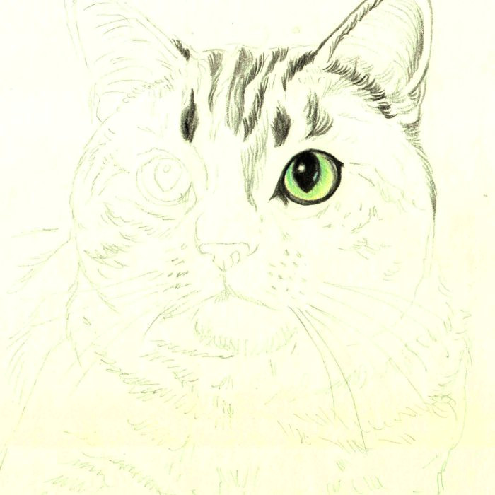 Drawing A Cat with Pencil How to Draw A Cat In Colored Pencil