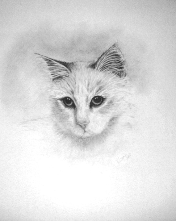 Drawing A Cat with Pencil Pencil Drawing Of Long Haired Cat by Littlesilverfingers On Etsy